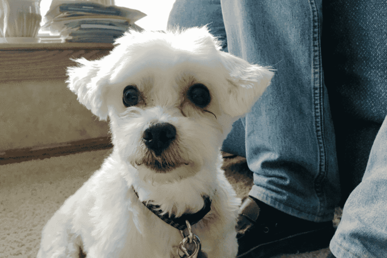 A Guide to Rescuing and Rehabilitating Puppy Mill Dogs