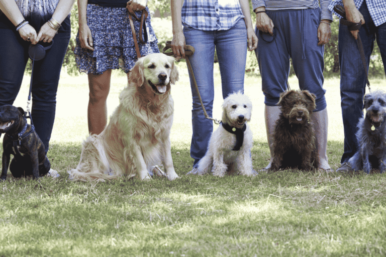 Basic Dog Training Tips: Do’s and Don’ts for Success
