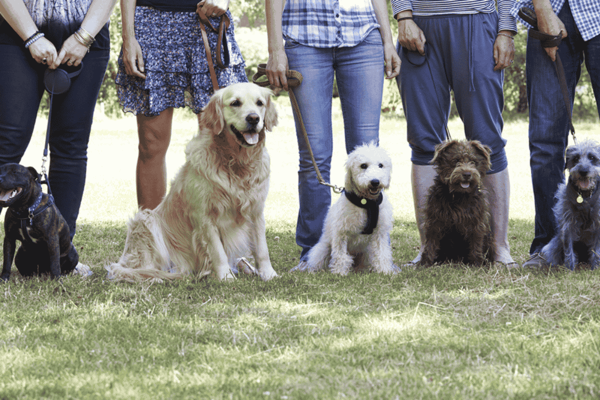 Basic Dog Training Tips: Do’s and Don’ts for Success