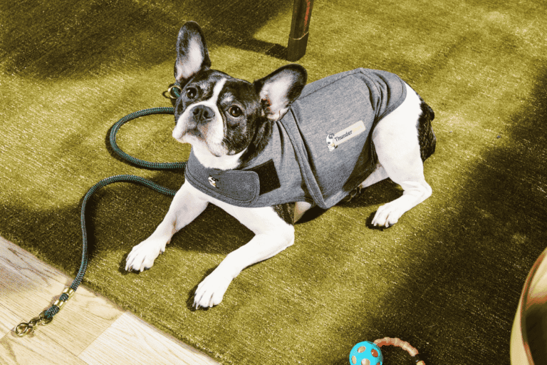 Best Calming Aids for Dogs: Supplements, Toys, and More