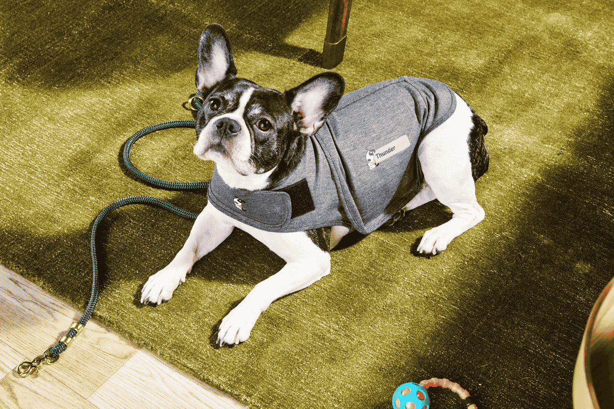 Best Calming Aids for Dogs: Supplements, Toys, and More