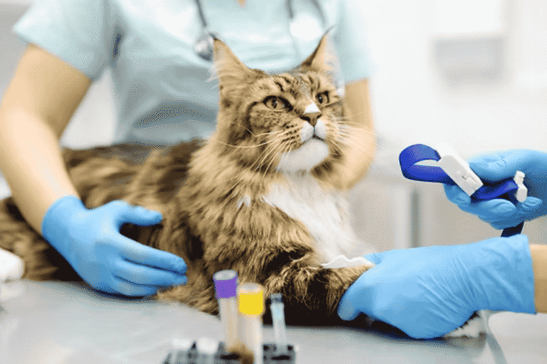 Blood Work for Dogs and Cats: What Pet Parents Need to Know