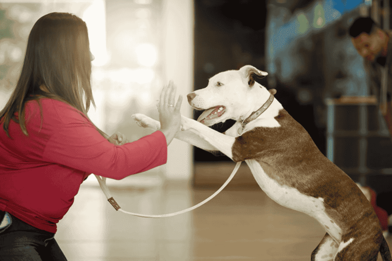 Building Confidence in Shy or Nervous Dogs