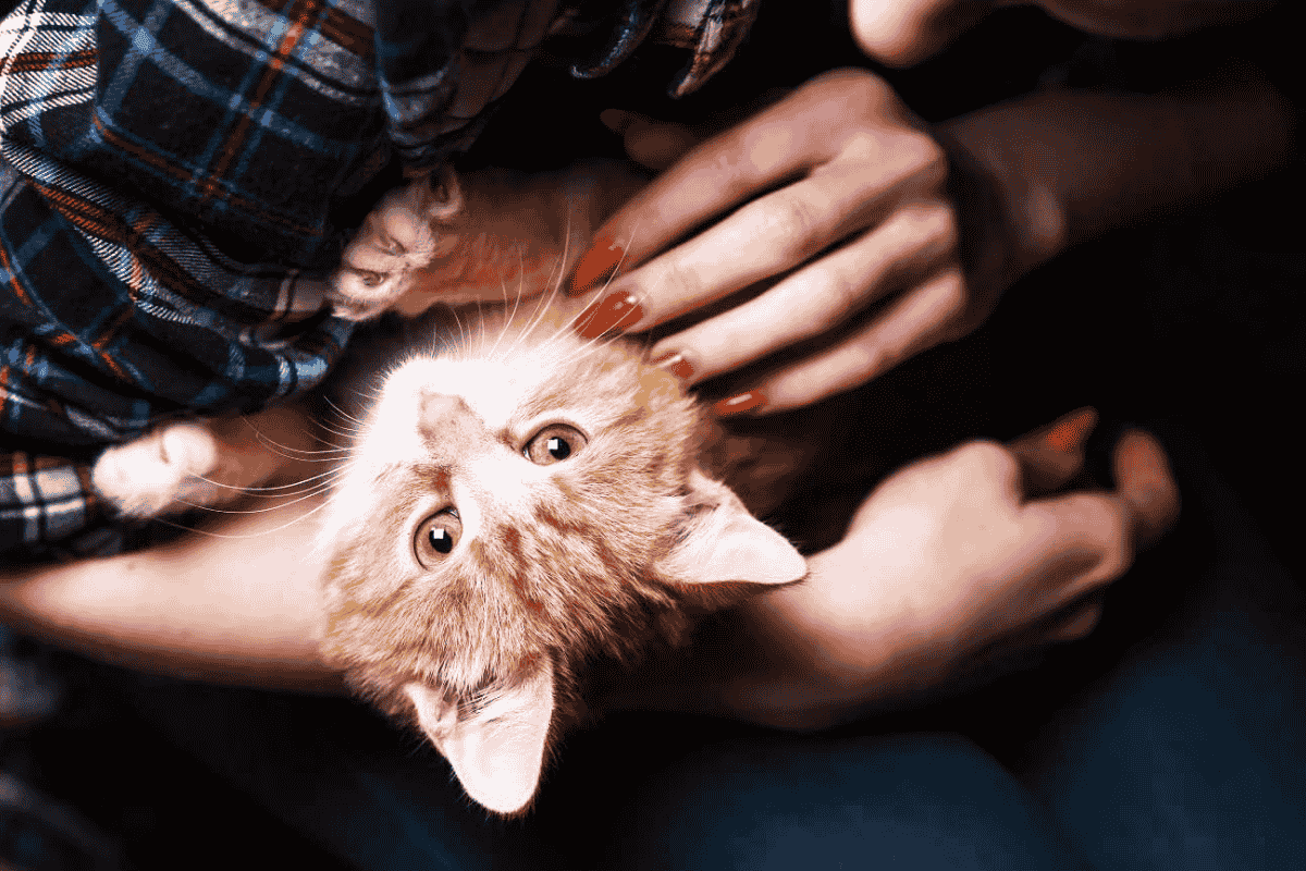 Can You Rename an Adopted Pet? What Shelters and Experts Say