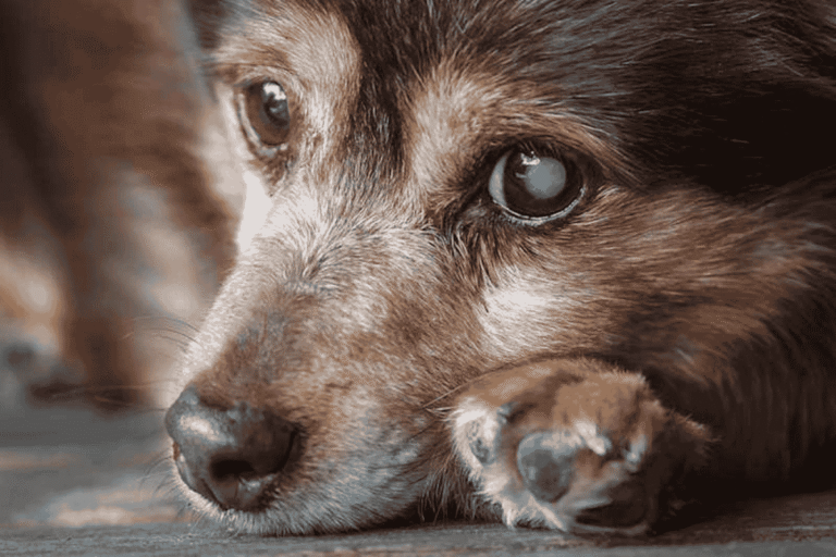 Cataracts in Dogs: Causes, Diagnosis, and Treatment