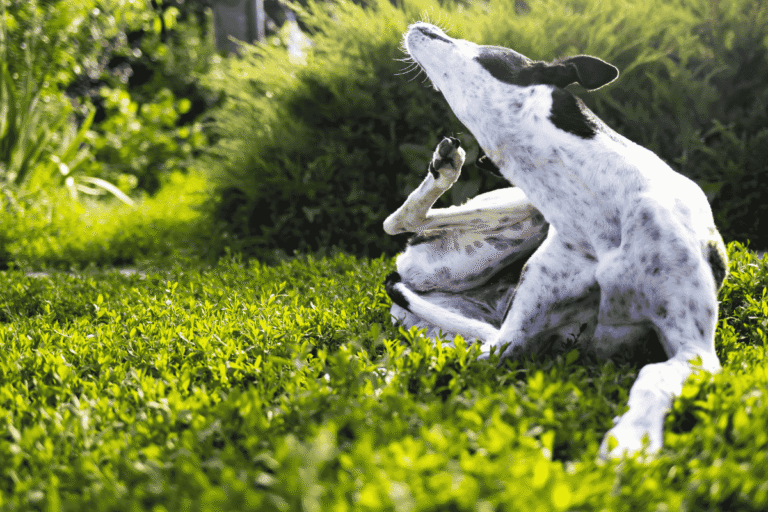 Chiggers on Dogs: Identification, Symptoms, and Treatment