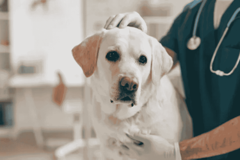 Common Health Problems in Senior Dogs and How to Manage Them