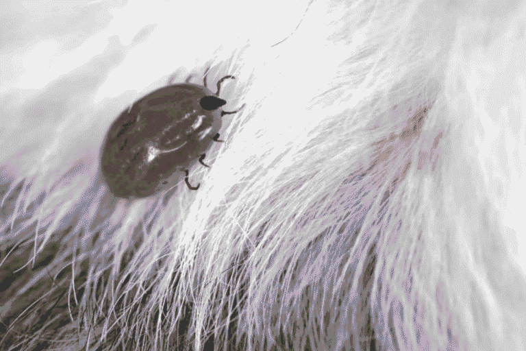 Common Insect Bites and Stings in Dogs: Identification, Treatment, and Prevention