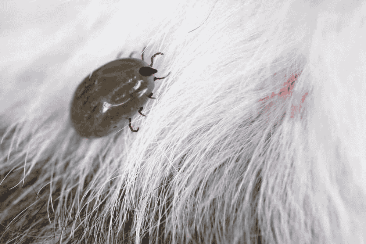 Common Insect Bites and Stings in Dogs: Identification, Treatment, and Prevention