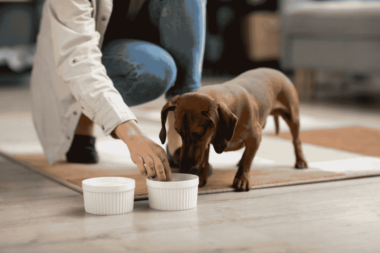 Common Mistakes That Can Lead to Dog Weight Gain (and How To Fix Them)