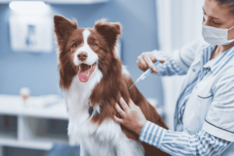 DHPP Vaccine for Dogs: What Pet Parents Should Know