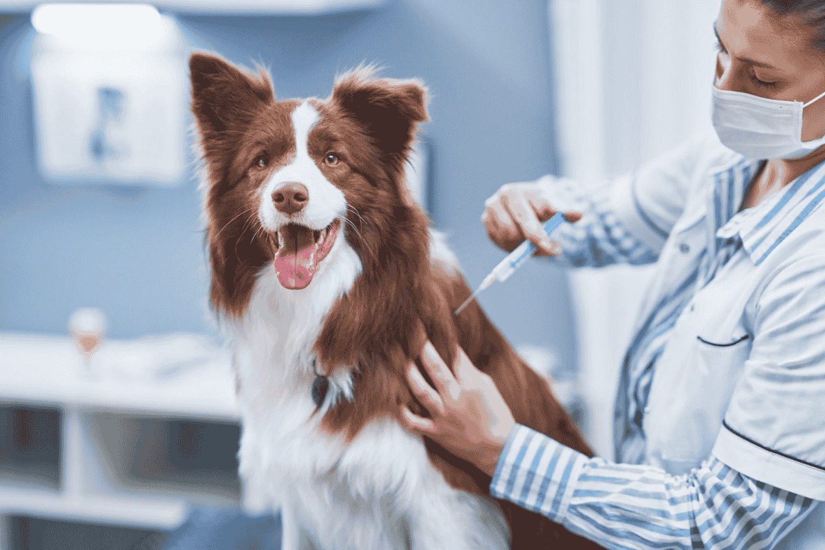 DHPP Vaccine for Dogs: What Pet Parents Should Know