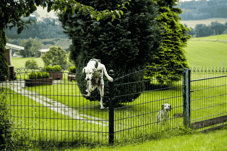 Dog-Proof Fence Ideas To Keep Your Escape Artist Safe