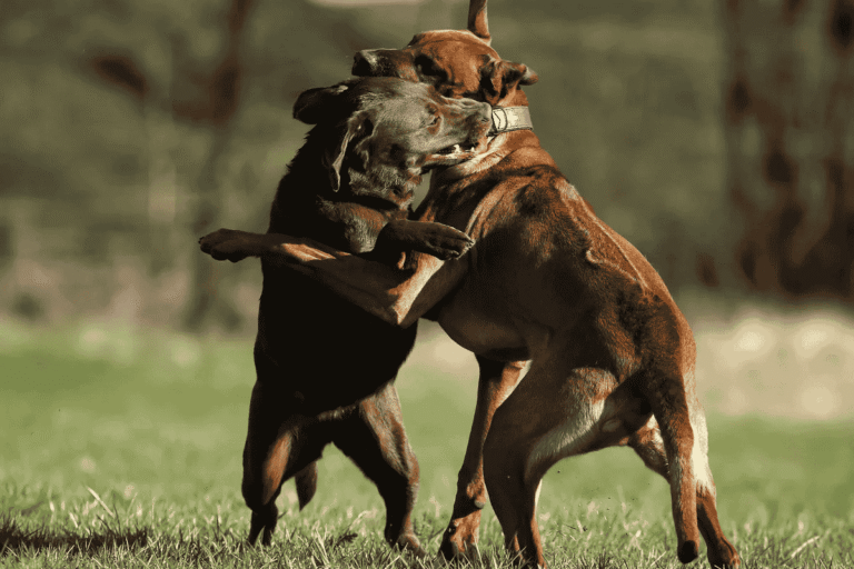Dogfighting Laws and Restrictions on Seized Dogs