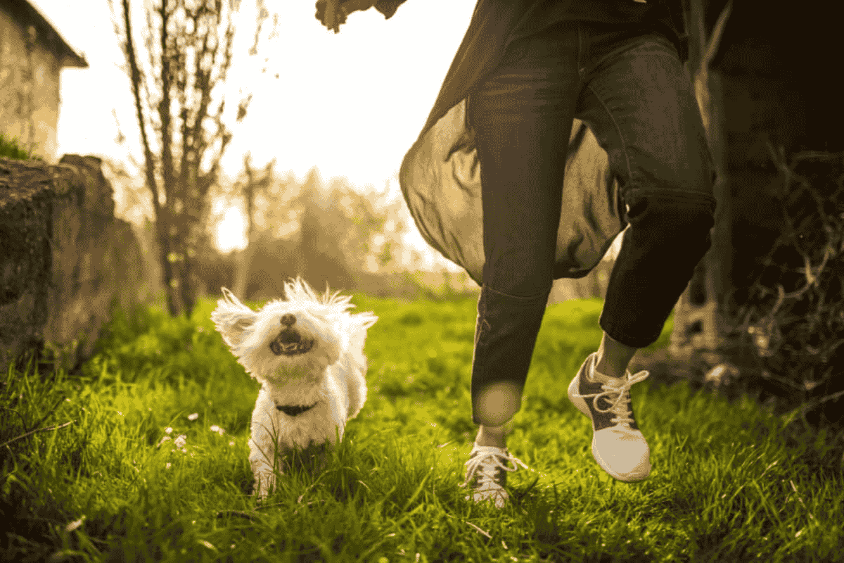 Essential Health Tips for Your Newly Adopted Dog