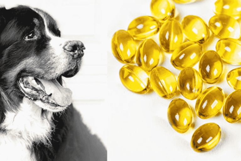 Fish Oil for Dogs: Benefits, Uses, and Best Practices