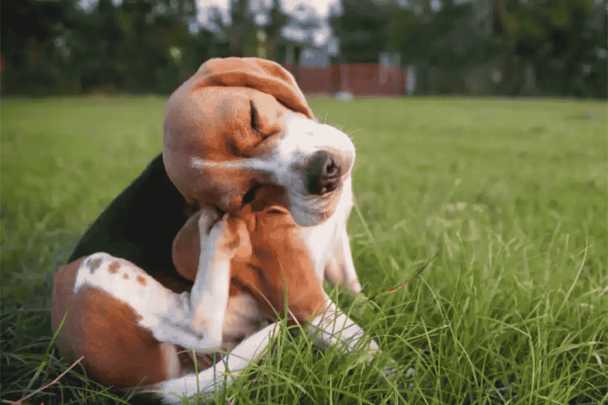 Flea and Tick Prevention for Dogs: What Every Pet Parent Should Know