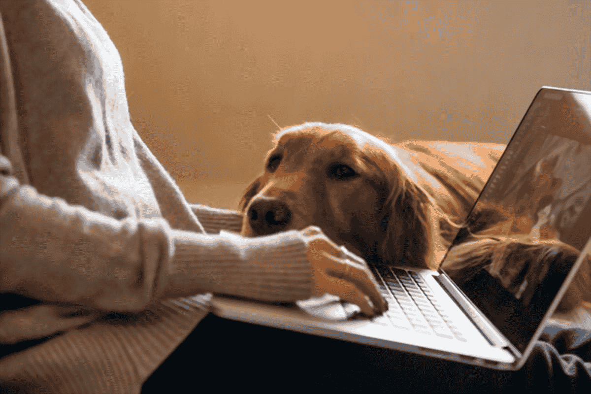Helping Your Dog Adjust to a Busier Lifestyle