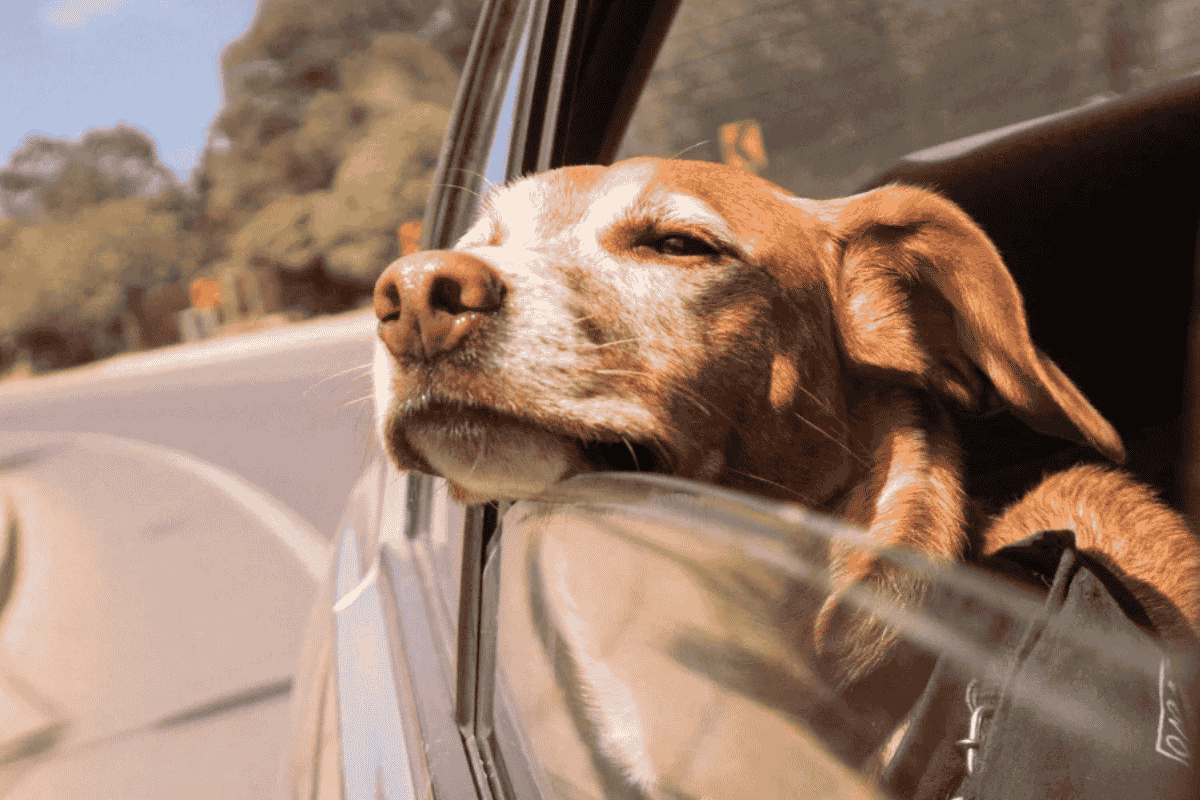 Helping Your Dog Overcome Car Ride Anxiety
