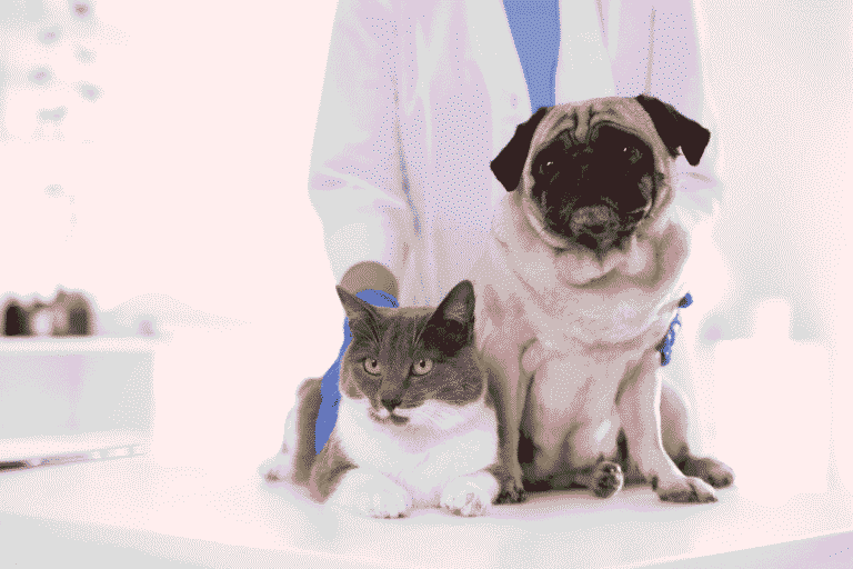 How Often Should You Vaccinate Your Dog or Cat? A Pet Owner's Guide