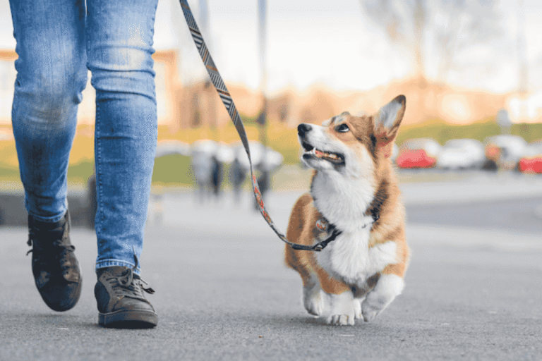 How Often Should You Walk Your Dog? A Complete Guide