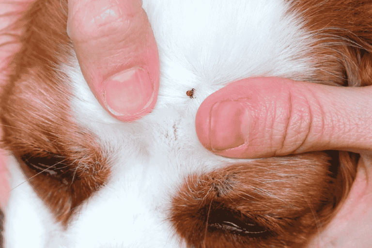 How To Check Your Dog for Ticks and Safely Remove Them