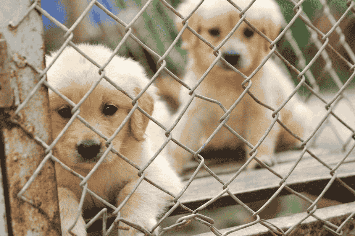 How You Can Help Stop Puppy Mills in the USA