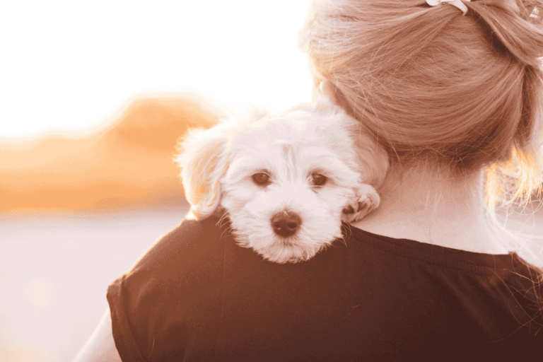How to Approach and Handle a Fearful or Shy Dog: A Simple Guide for Pet Lovers