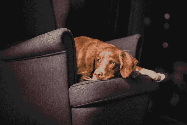 How to Help Your Dog Cope With Fireworks Anxiety
