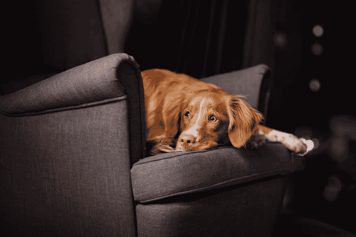 How to Help Your Dog Cope With Fireworks Anxiety