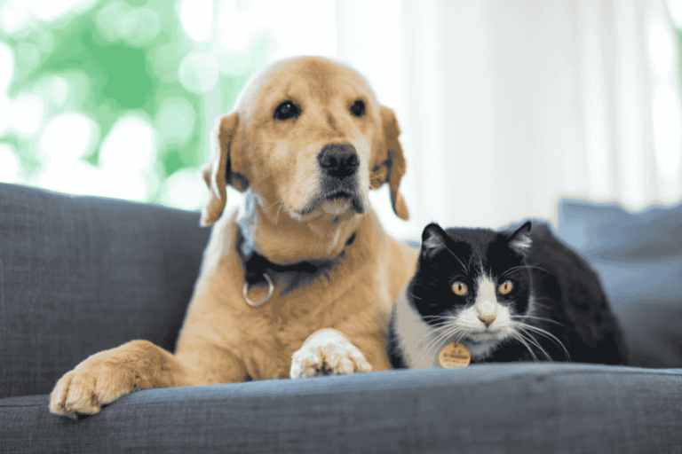 How to Help Your Pet Adjust When You Return to Work
