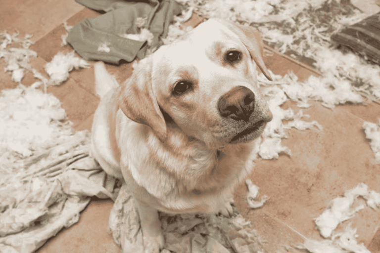 How to Help a Dog With Separation Anxiety