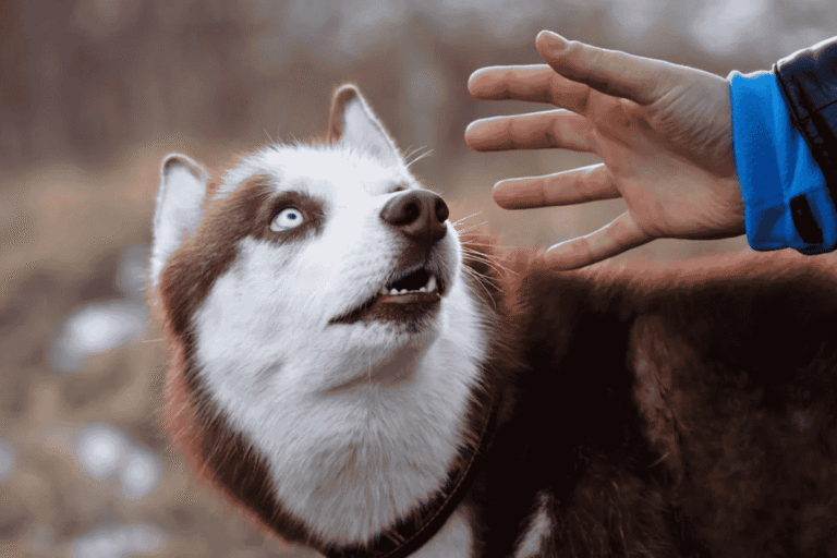 How to Help a Dog With Touch Sensitivity
