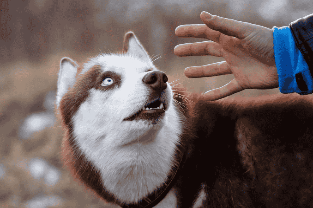 How to Help a Dog With Touch Sensitivity
