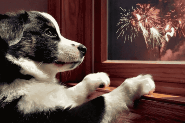 How to Keep Your Pets Calm and Safe During Fireworks