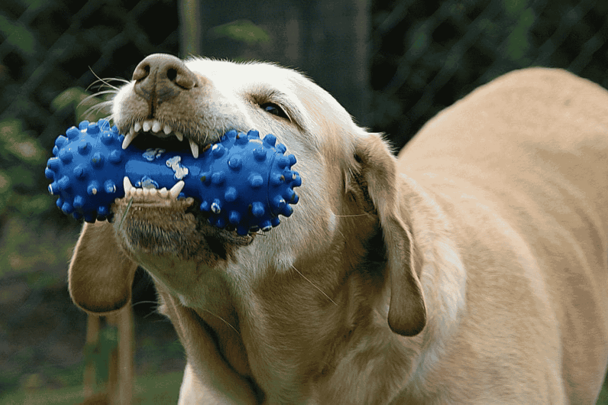 How to Manage and Redirect Dog Chewing