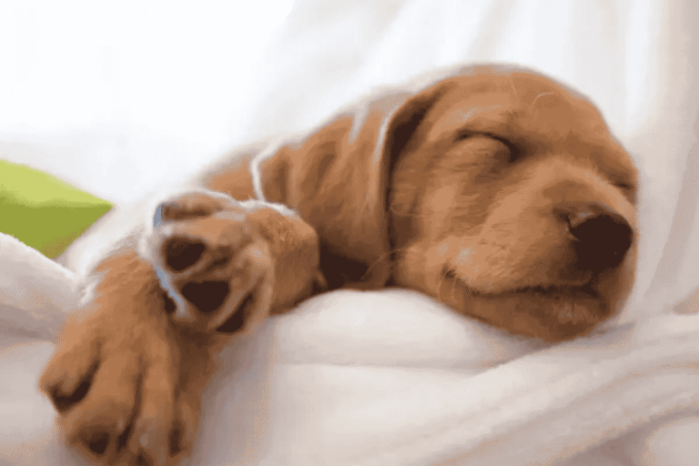 How to Potty Train a Puppy: A Complete Guide for Pet Parents