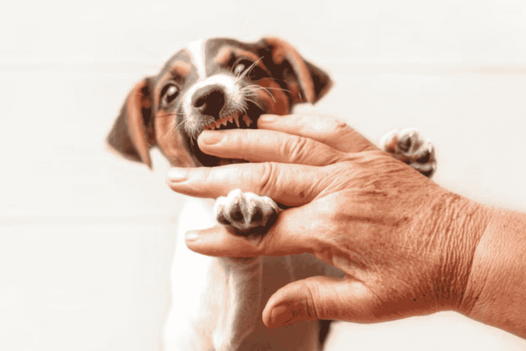 How to Stop Dog Mouthing: Training Puppies and Adult Dogs