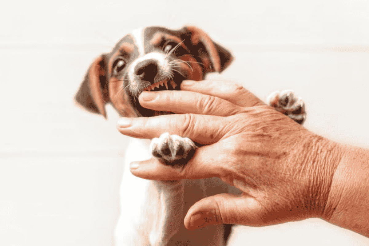How to Stop Dog Mouthing: Training Puppies and Adult Dogs