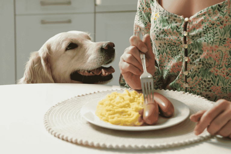 How to Stop and Prevent Dog Begging at Mealtimes