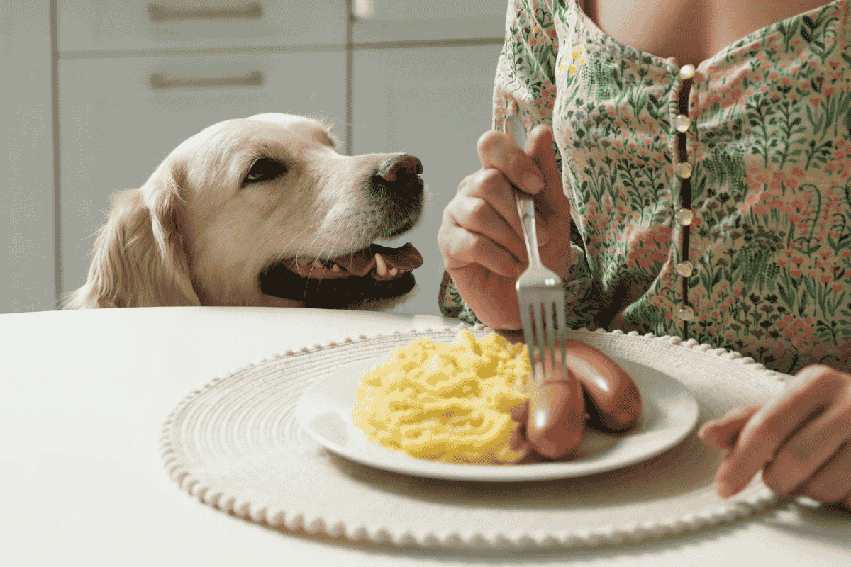How to Stop and Prevent Dog Begging at Mealtimes