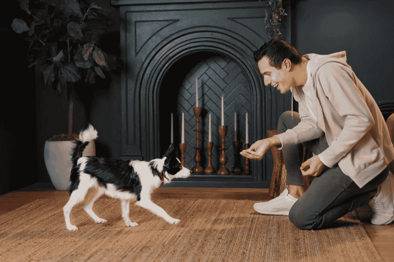 How to Teach Your Dog to Come When Called