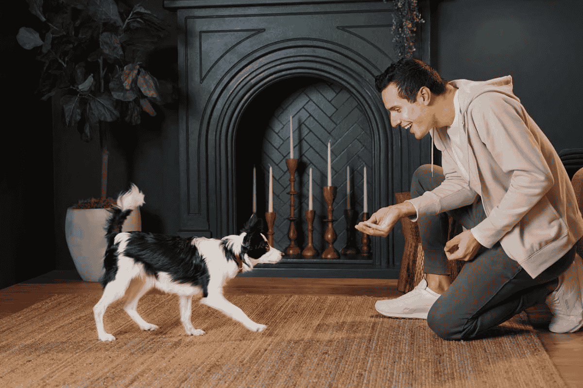 How to Teach Your Dog to Come When Called