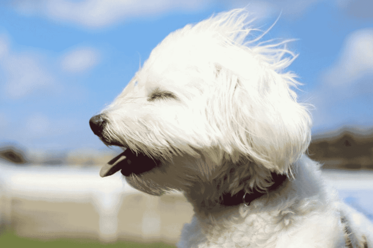 Hurricane Preparedness for Pet Owners: 10 Essential Steps