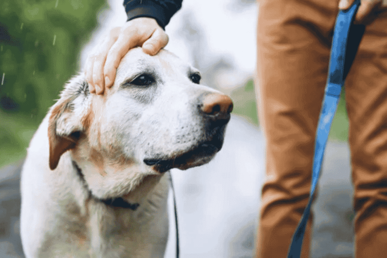 Integrative Arthritis Treatments for Dogs and Cats