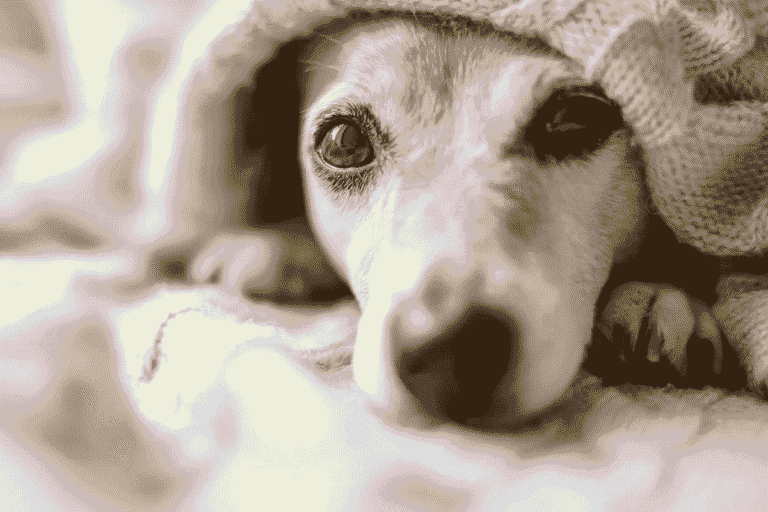 Kennel Cough in Dogs: Causes, Symptoms, Treatment, and Prevention