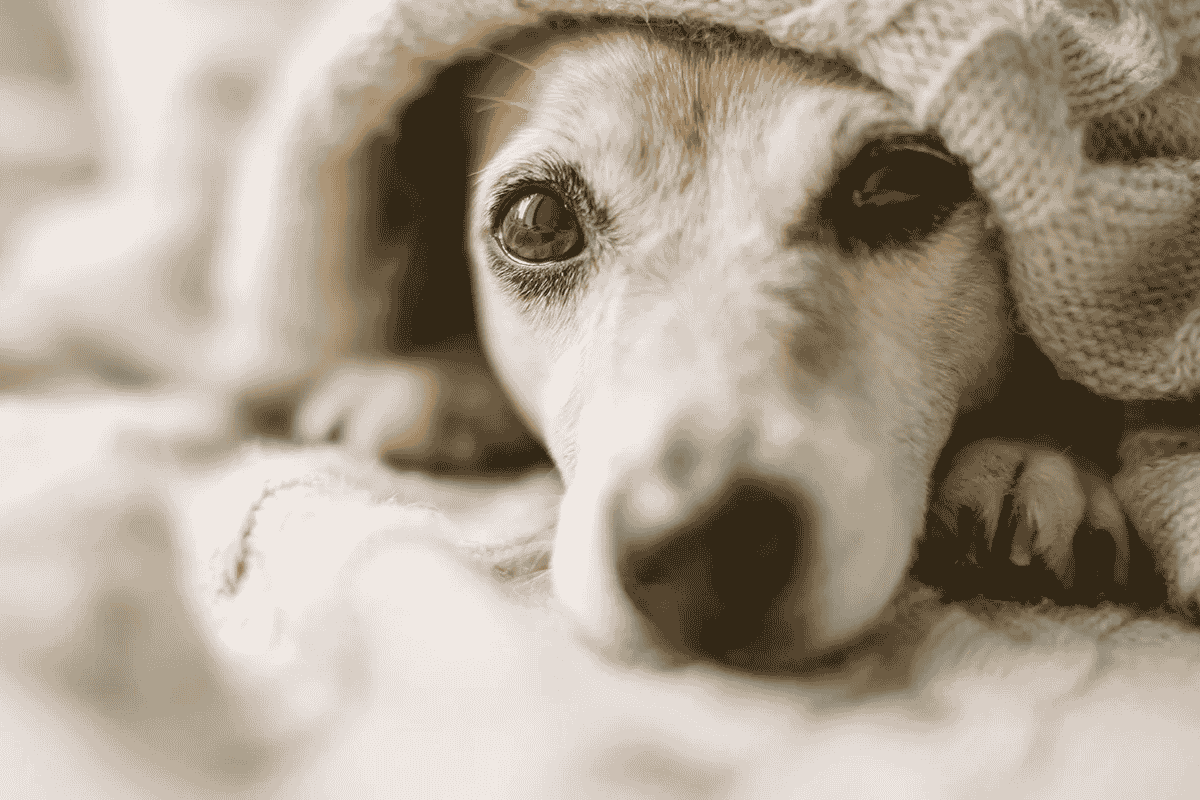 Kennel Cough in Dogs: Causes, Symptoms, Treatment, and Prevention