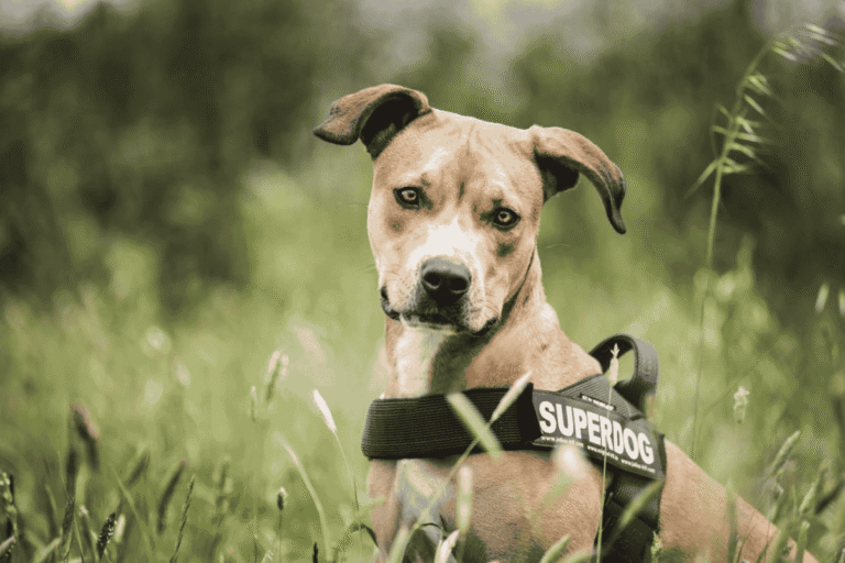 No-Pull Dog Harnesses and Training: How to Stop Leash-Pulling