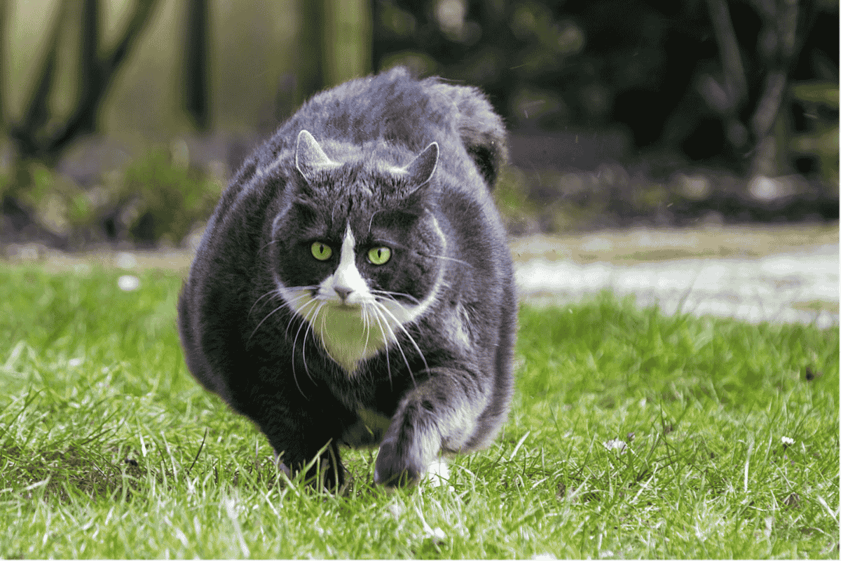 Obesity in Pets: A Growing Health Concern