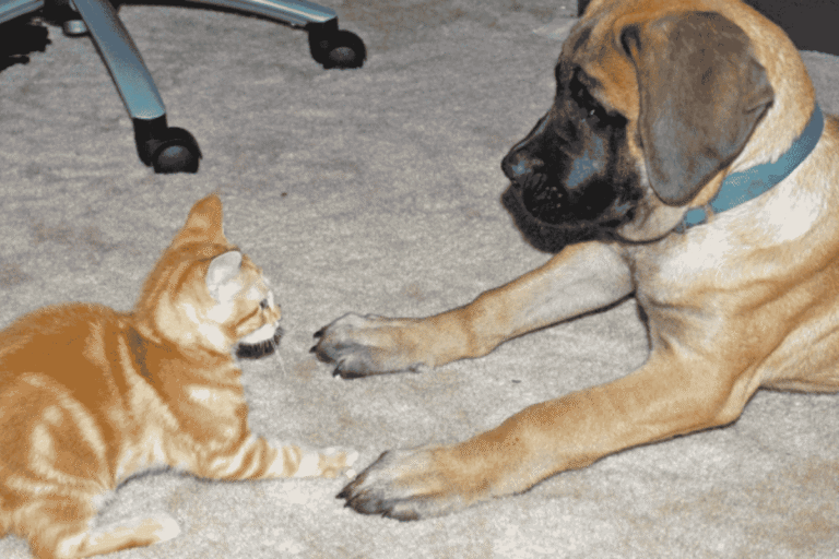 Pet Fostering FAQs: Everything You Need to Know